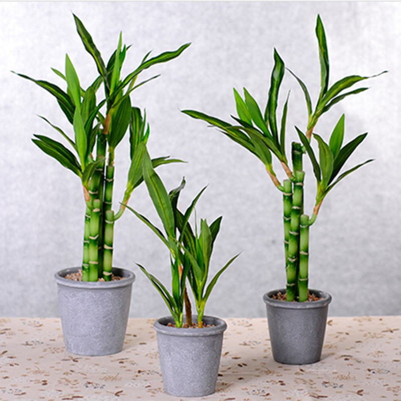 ต้นไผ่กวนอิมเทียมขนาด 40 ซม. พ - Aquarium Plant In Pot บทวิจารณ์และราคา