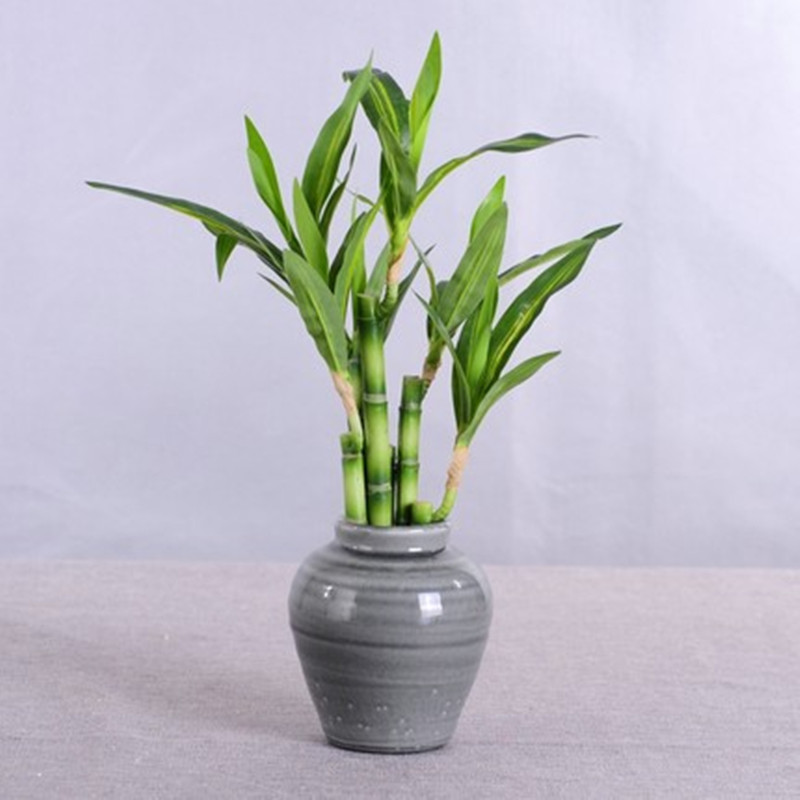 ต้นไผ่กวนอิมเทียมขนาด 40 ซม. พ - Aquarium Plant In Pot บทวิจารณ์และราคา