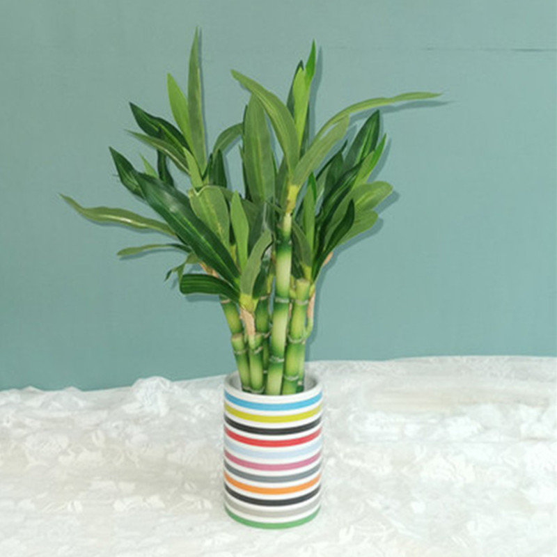 ต้นไผ่กวนอิมเทียมขนาด 40 ซม. พ - Aquarium Plant In Pot บทวิจารณ์และราคา