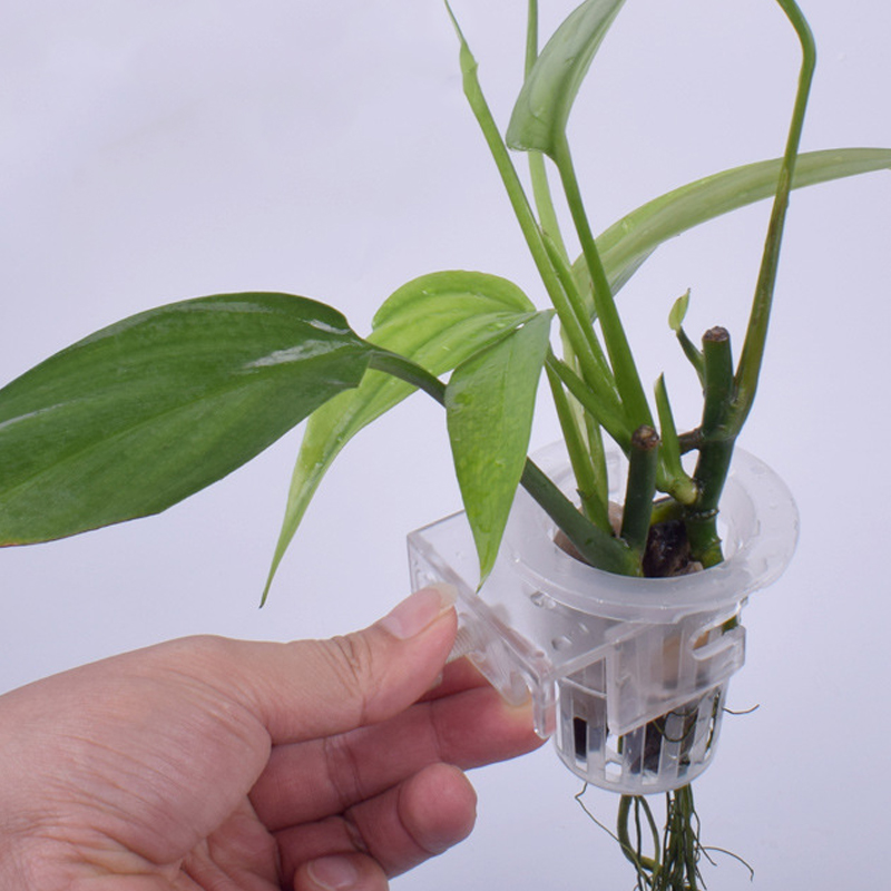 ถ้วยยึดผนังสำหรับตู้ปลาตู้ปลาแ - Aquarium Planted Wall บทวิจารณ์และราคา