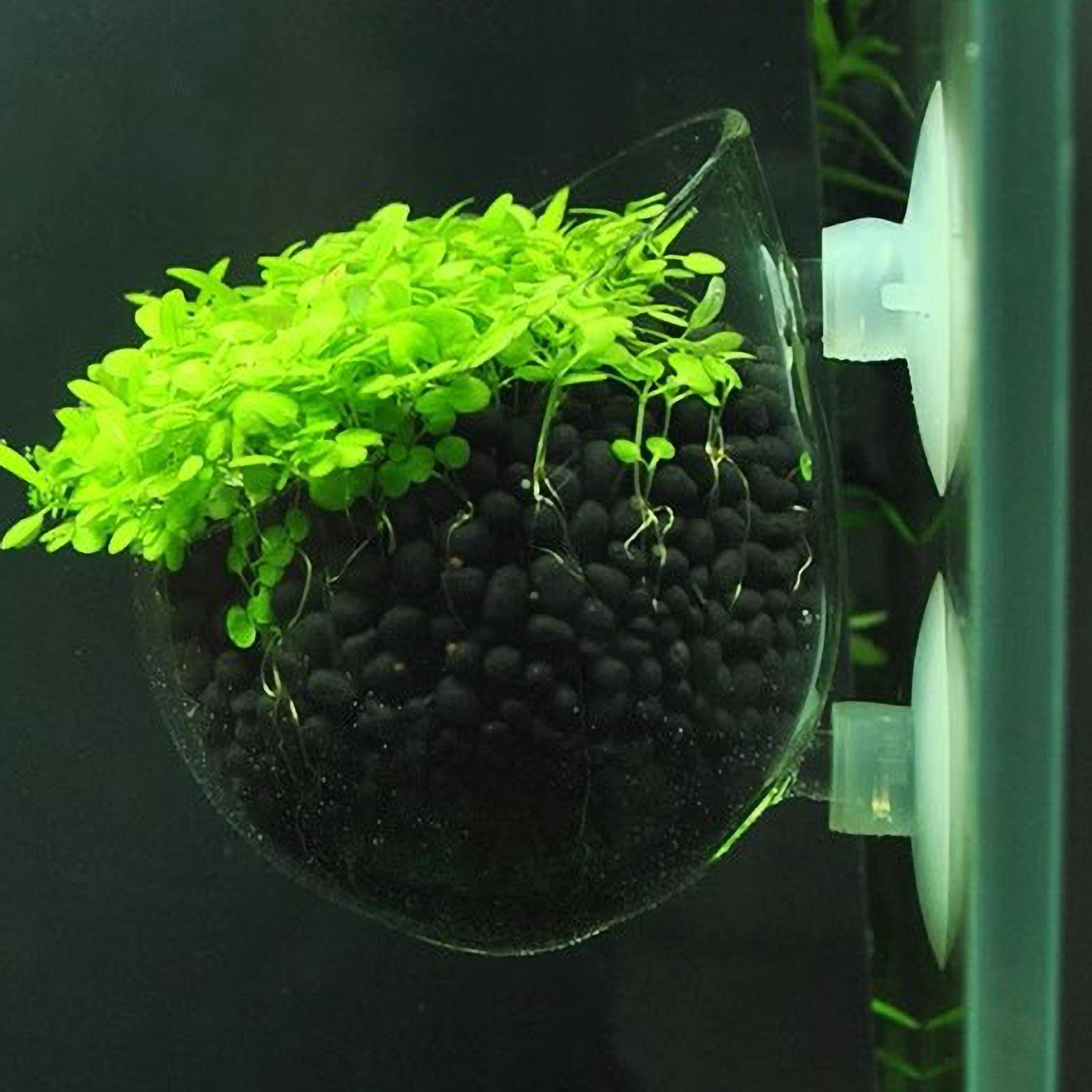 ที่วางต้นไม้ในตู้ปลา กระถางแก้ - Aquarium Plant Vine บทวิจารณ์และราคา