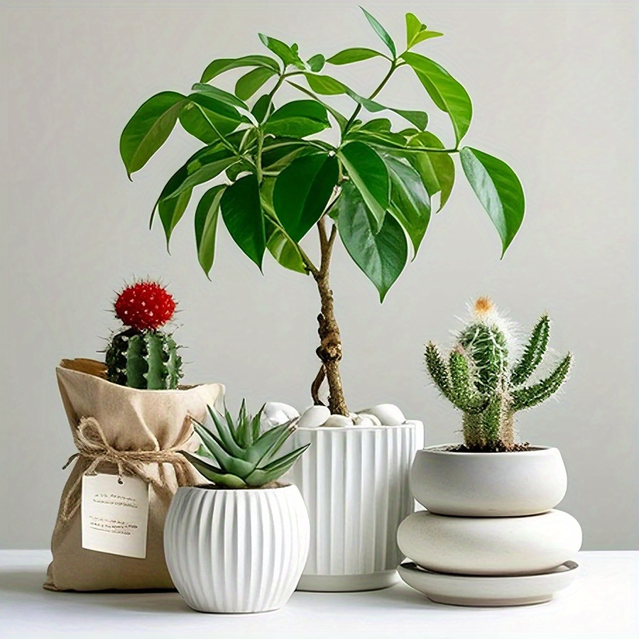 หินกรวดขัดเงาสีขาวธรรมชาติ ขนา - Aquarium Plant In Pot บทวิจารณ์และราคา