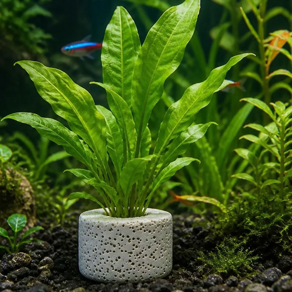 10 ชิ้น แหวนถ่วงน้ำหนักสำหรับย - Planted Aquarium Pictures บทวิจารณ์และราคา