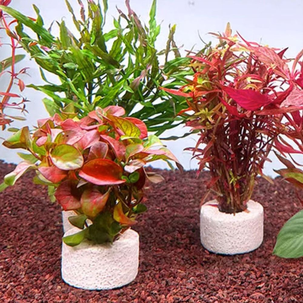 วงแหวนยึดต้นไม้น้ำแบบถ่วงน้ำหน - Planted Aquarium Pictures บทวิจารณ์และราคา